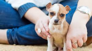 If i feel left alone, i will howl to see if anyone is near. Foster Care Rspca Nsw