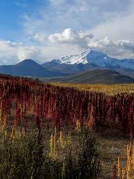 Save condomino boulevard frente al mar to your lists. Cerro Cibaray 5869 Mts Plantacion De Quinoa Cerca De Colchane Chile Con El Cerro Cibaray En Bolivia Places To Travel Beautiful Places Places To Go
