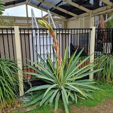 Image result for Beschorneria yuccoides