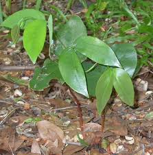 Image result for Hymenaea courbaril