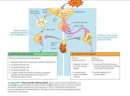 Kleczekbiology Endocrine System Endocrine Endocrine System Adrenal Cortex
