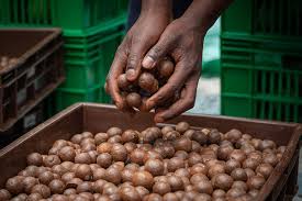 Image result for Macadamia