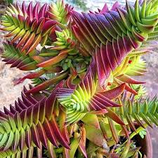 Image result for Crassula capitella