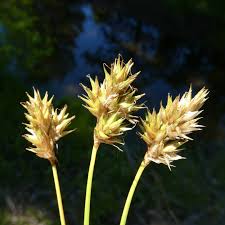 Image result for Ascolepis protea