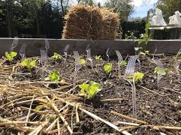 30 Gartentipps Die Sie Jetzt Kennen Mussen Seite 5 Von 31 Soohealthy Gartentipps Garten Pflanzen