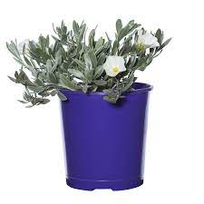 140mm Silver Bush Convolvulus Cneorum Bunnings Warehouse Garden Landscaping Home And Garden Planter Pots