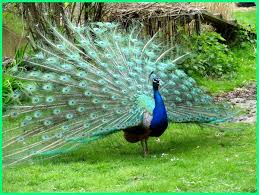 Kakapo burung bisa matang 2 meter di panjang serta adalah salah beo terberat di dunia. Lukisan Burung Merak Terindah Cikimm Com