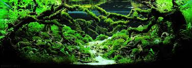 Next time i will do a normal aquascape, i promise :d so. The Top 10 Most Beautiful Freshwater Aquascapes Of 2012 Fpsbutest