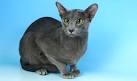 Oriental Shorthair Breeders - Welcome to TICA