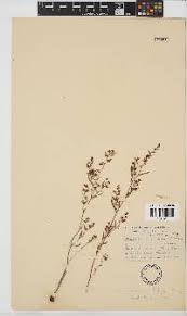 Image result for Aeschynomene schimperi