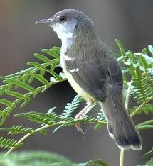 Inilah Keistimewaan Burung Prenjak Burung Hewan Habitat