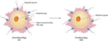 1.fusion of the haploid gametes will result into diploid cell called as zygote. Male Gametes Are Haploid Or Diploid