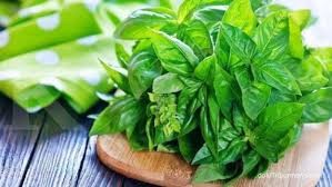 Daun kemangi dapat membantu proses pematangan sel telur (ovulasi) karena kandungan zat stigmaasterol dalam kemangi merangsang b. 6 Manfaat Daun Kemangi Sebagai Obat Herbal Yang Harus Anda Ketahui
