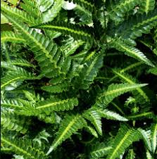 More images for east indian holly fern » East Indian Holly Fern Photo Rick S Custom Nursery Photos At Pbase Com