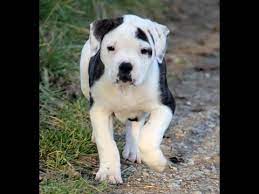 Home males females current breeding's future breeding's puppies for sale. Xl Pitbull Puppies For Sale Az 07 2021