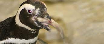 The origin of the word penguin has been a subject of debate. All About Penguins Diet Eating Habits Seaworld Parks Entertainment
