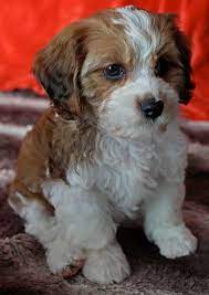 Beautiful litter of cavapoochon pups looking for 5* homes. Cavapoochon Puppy For Sale Heavenly Puppies