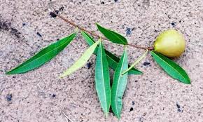 Image result for Landolphia robustior