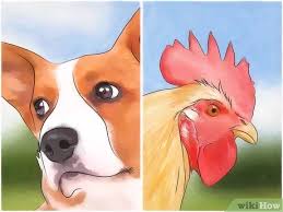 Fishers exhibit sexual dimorphism, which is physical differences in body size between females and males. 3 Ways To Keep A Fisher Cat Away Wikihow