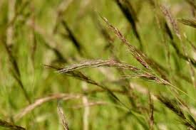Image result for Aristida canescens