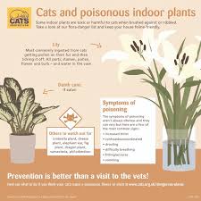 Lilies are poisonous to cats, and can be very dangerous. Plants Poisonous To Cats Our Guide Cats Protection