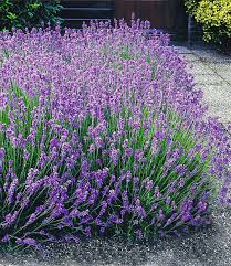 In order to favourite this shop, please. Winterhartes Staudenbeet Bienenweide 1a Pflanzen Baldur Garten