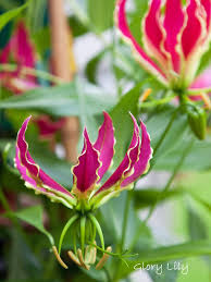 Image result for Gloriosa superba