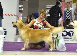NEW SUNNY CEFEY » Pedigree database Golden Retriever;