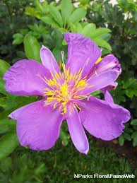 Image result for Clappertonia polyandra