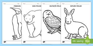 Animalele La Poli FiÈ™e Pentru Colorat Teacher Made