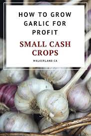 Growing Garlic For Profit Getting Started Walkerland Growing Garlic Organic Vegetables Growing Vegetables
