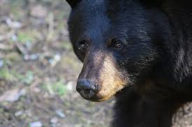 Check spelling or type a new query. Hanson Whitman First Responders Warn Residents Of Wandering Black Bear They Call It Boo Boo The Boston Globe