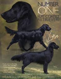 In this article about the golden retriever dog we are talking about the golden retriever temperament, feeding guideline, vaccination, price golden retriever is not only a service dog, and considering the love it has to give and the uncontrollable joyous purpose of his life he is less likely. Rush Reg D Retrievers Flat Coated Retrievers And Golden Retrievers Cambridge Ontario Canada Flat Coated Retrievers And Golden Retrievers Cambridge Ontario Canada