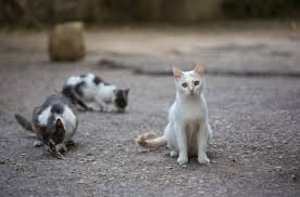 This is the sand cat: Belgian Town Rings Alarm We Have More Stray Cats Than People The Bulletin