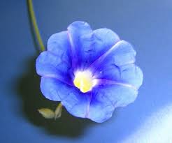 Image result for Ipomoea parasitica