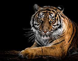 1000 Beautiful Wildlife Photos Pexels Free Stock Photos Wallpapers wildlife 3d abstract wallpaper tigers leopard animals birds creative graphics bonus savanna. 1000 beautiful wildlife photos