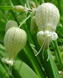 Image result for Silene