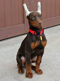 You should never buy a puppy based solely on price. Garrett S Dobermans Puppy Site