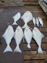 The spreader bar is used to hold the weight and have a short strong leader attached. Sitka Diy Doing Time In The Sitka Silver Mine Fish Alaska Magazine