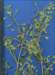 Image result for Trichodesma