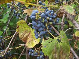 The grape growers of ontario represents all 500 grape growers of 17,000 acres of vineyards who. Wild Grapes Photograph By Corinne Elizabeth Cowherd