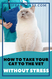 How To Take Your Cat To The Vet Without Stress In 2020 Cats Vets Cat Health