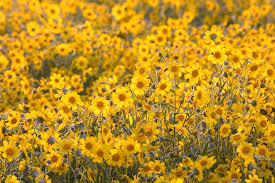 Hours may change under current circumstances California Flower The Beautiful Californian Symbol Floraqueen