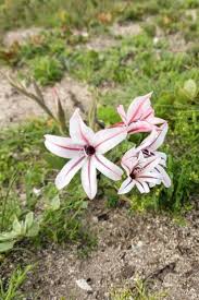 Image result for Gladiolus elliotii