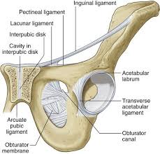 Middle english, from medieval latin & latin; Gimbernat S Ligament Named Medical Eponyms Facebook