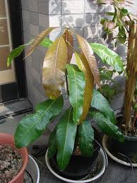 Since frost only rarely appears in this zone, many of these trees flower and fruit throughout the year. How To Grow A Mango Plant Indoors Gardening Channel Mango Plant Indoor Plants Plants