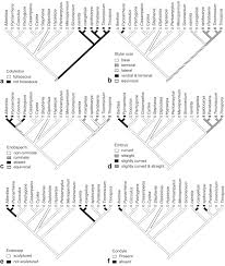 Image result for Albertisia