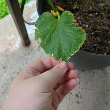 Image result for Cucumis sacleuxii
