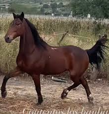 Disponibles contesto mensajes