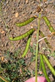 Image result for Tephrosia noctiflora